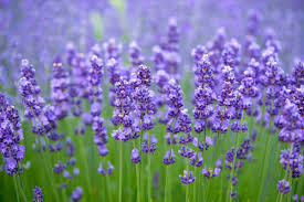 The Tranquil Power of Lavender: Exploring Its Benefits in Candle, Diffuser, and Room Mist Forms